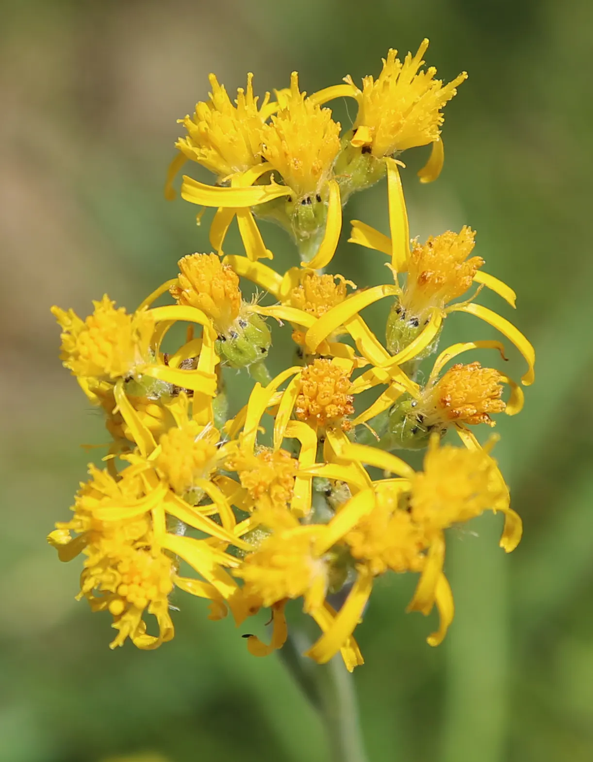 Hearts And Flowers (Aptenia Cordifolia) — it rarely exceeds 2 to 4 inches in height but can spread 2 to 3 feet or more; this resilient plant boasts, image 109