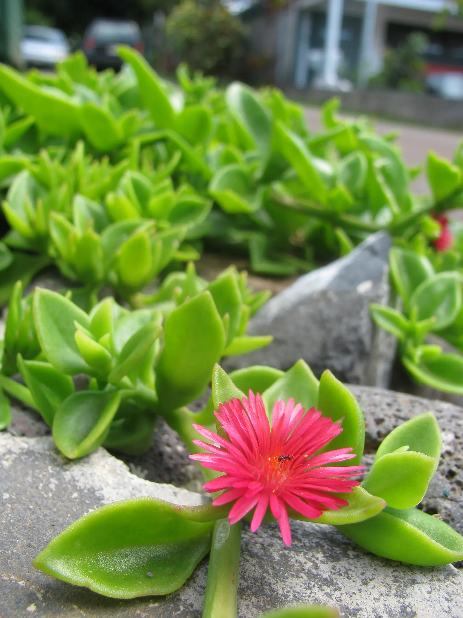 Hearts And Flowers (Aptenia Cordifolia) — take into account its rapid growth rate and spreading nature; or as an edge planting along pathways, image 141