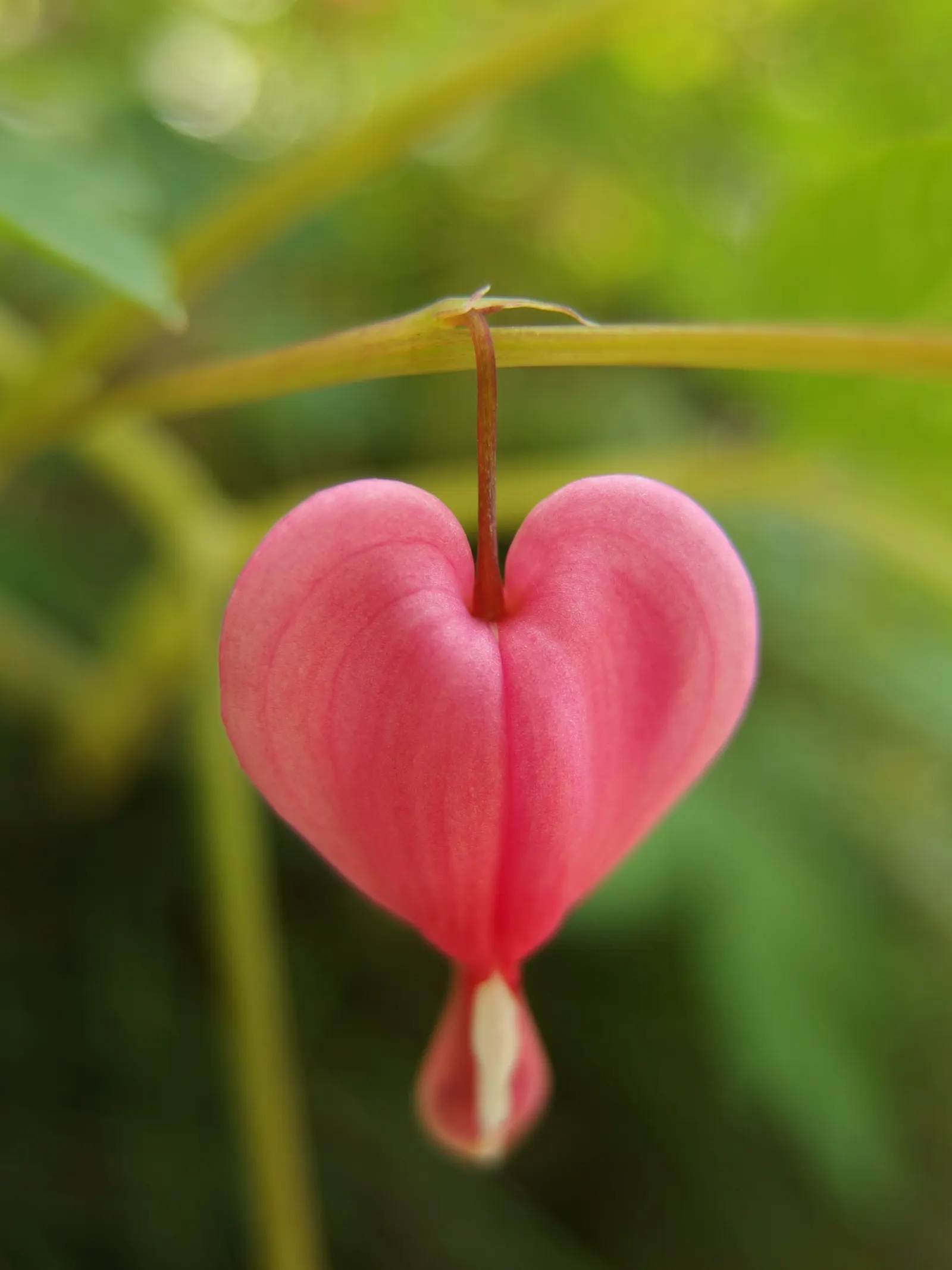 Hearts And Flowers (Aptenia Cordifolia) — This South African native is used effectively for erosion control on slopes; commonly known as Hearts and, image 142