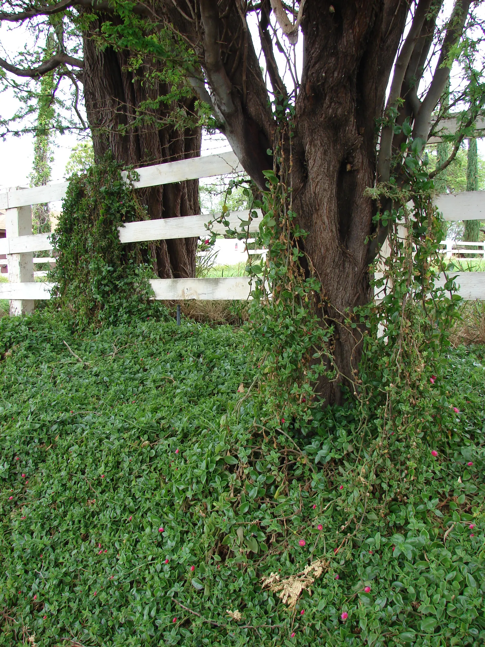 Hearts And Flowers (Aptenia Cordifolia) — This South African native is used effectively for erosion control on slopes