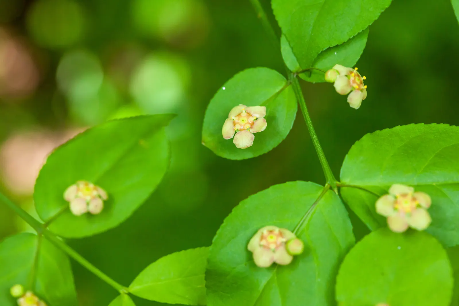 Hearts And Flowers (Aptenia Cordifolia) — or as an edge planting along pathways
