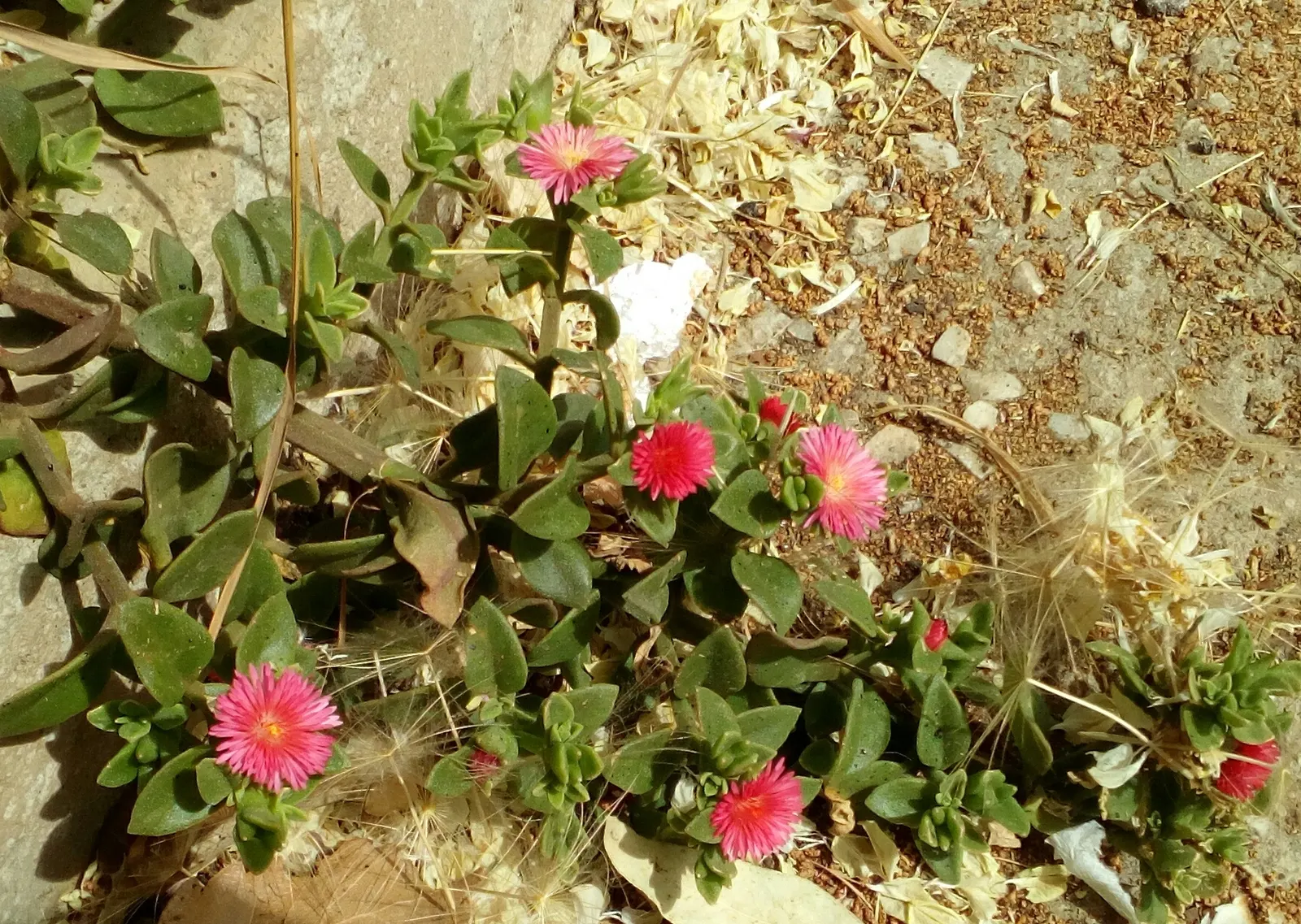 Hearts And Flowers (Aptenia Cordifolia) — This resilient plant boasts fleshy heart-shaped leaves about 1 to 2 inches in length; requiring minimal, image 130