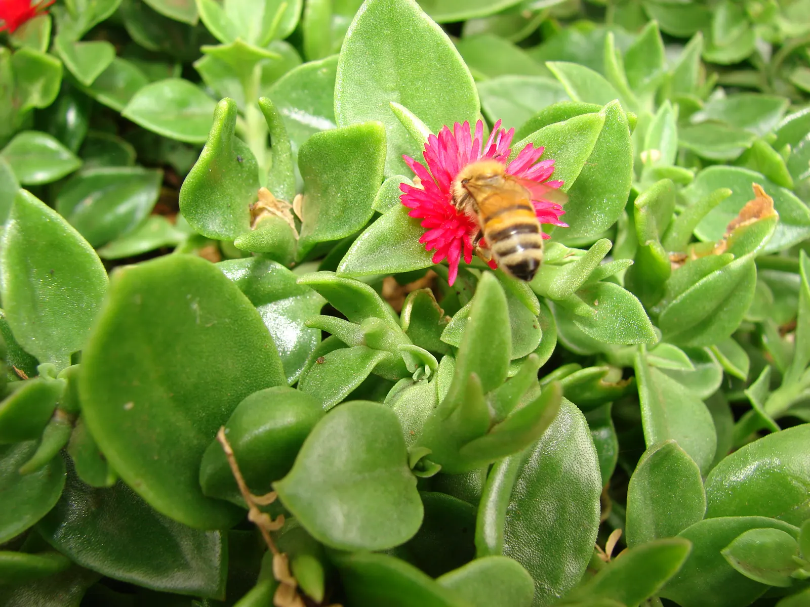 Hearts And Flowers (Aptenia Cordifolia) — is a particularly charming succulent ground cover ideal for adding vibrant splashes of color to a, image 129