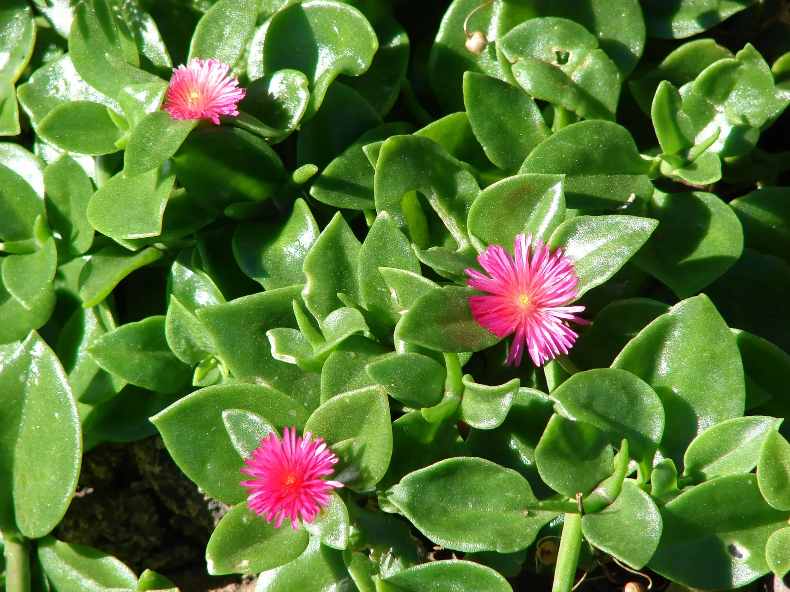 Hearts And Flowers (Aptenia Cordifolia) — With a ground-hugging habit; it thrives in USDA zones 10-11, preferring full sun to part shade