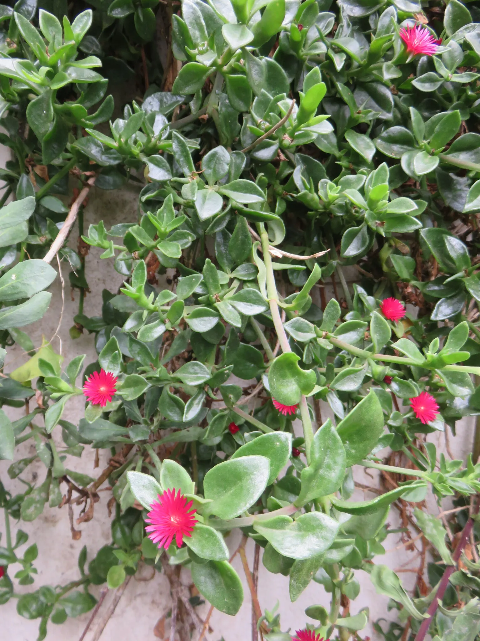 Hearts And Flowers (Aptenia Cordifolia) — ground cover / perennial / succulent with red blooms