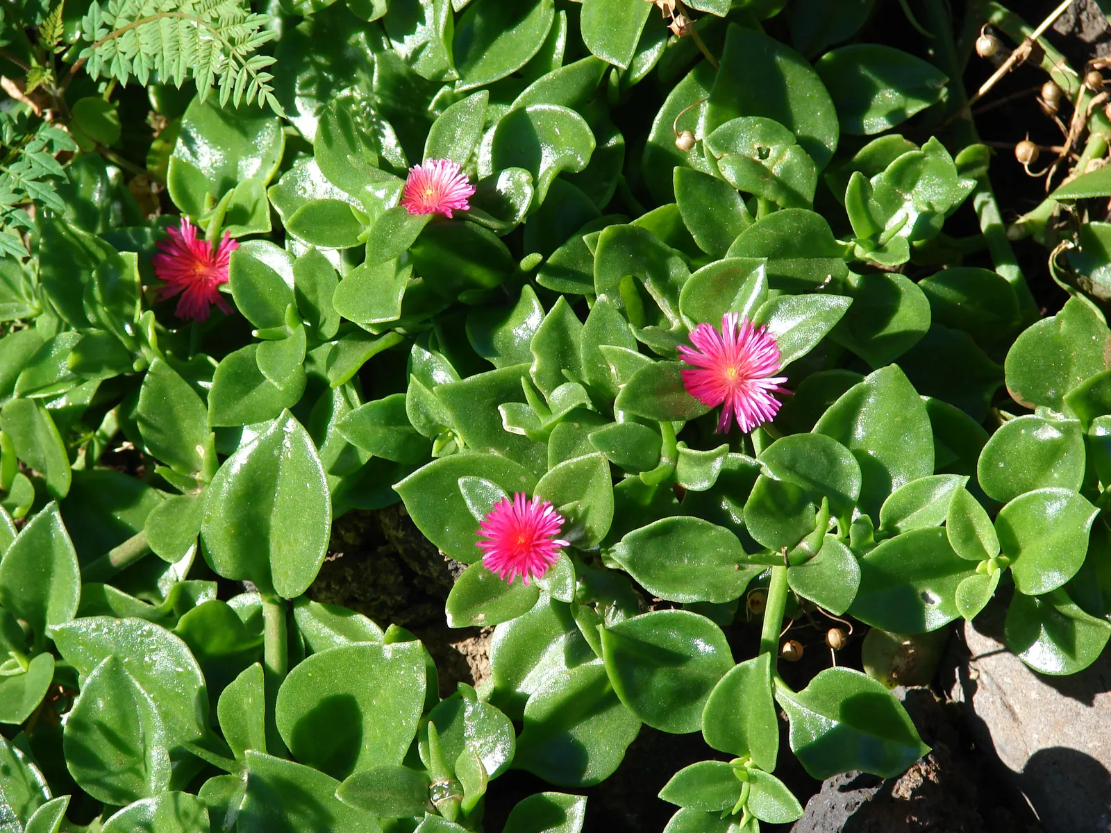 Hearts And Flowers (Aptenia Cordifolia) — Regular watering will help establish a strong root system initially; this South African native is used effectively