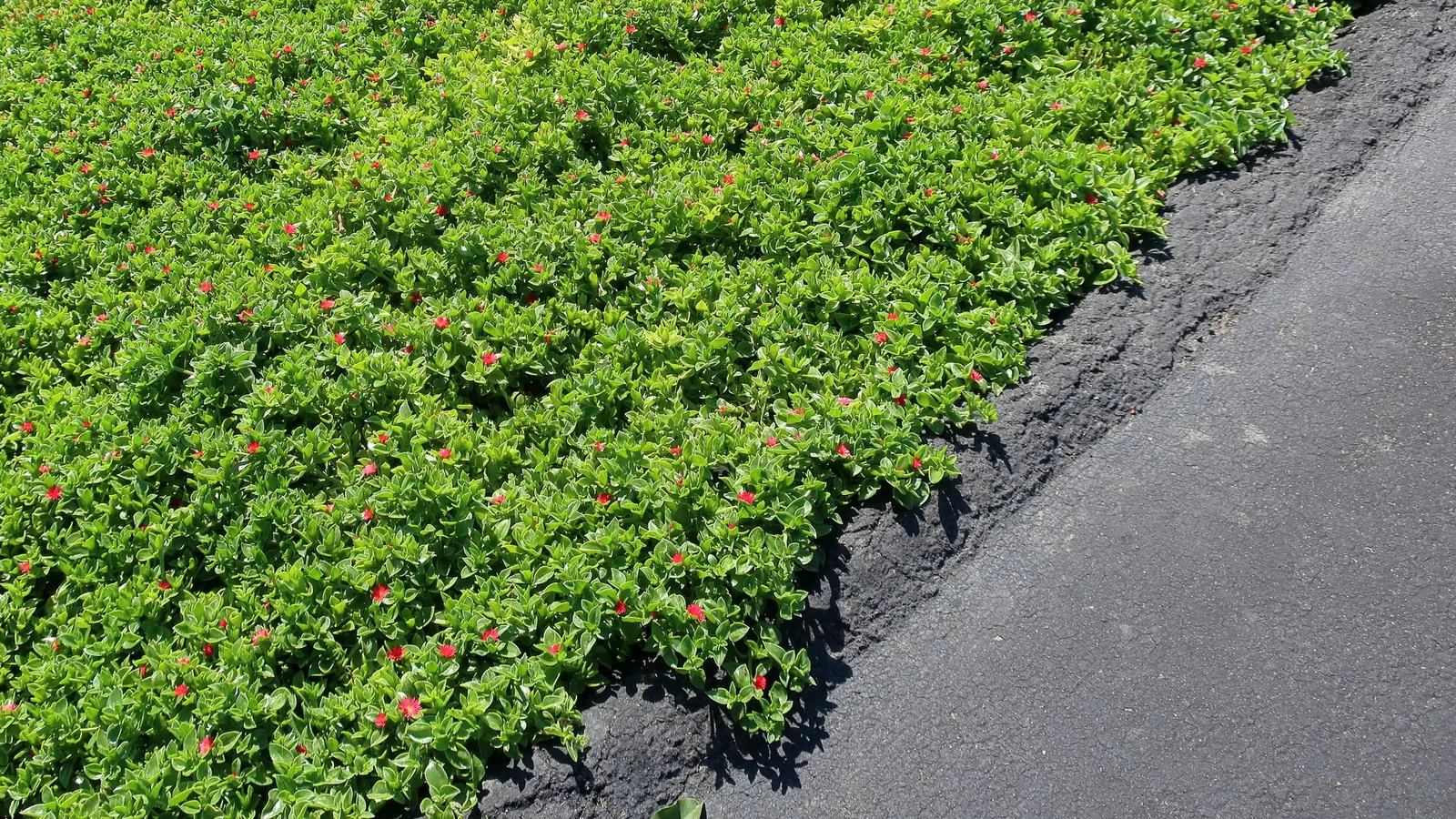 Hearts And Flowers (Aptenia Cordifolia) — In the warmer months, typically from spring to fall, it produces an abundance of small, daisy-like flowers