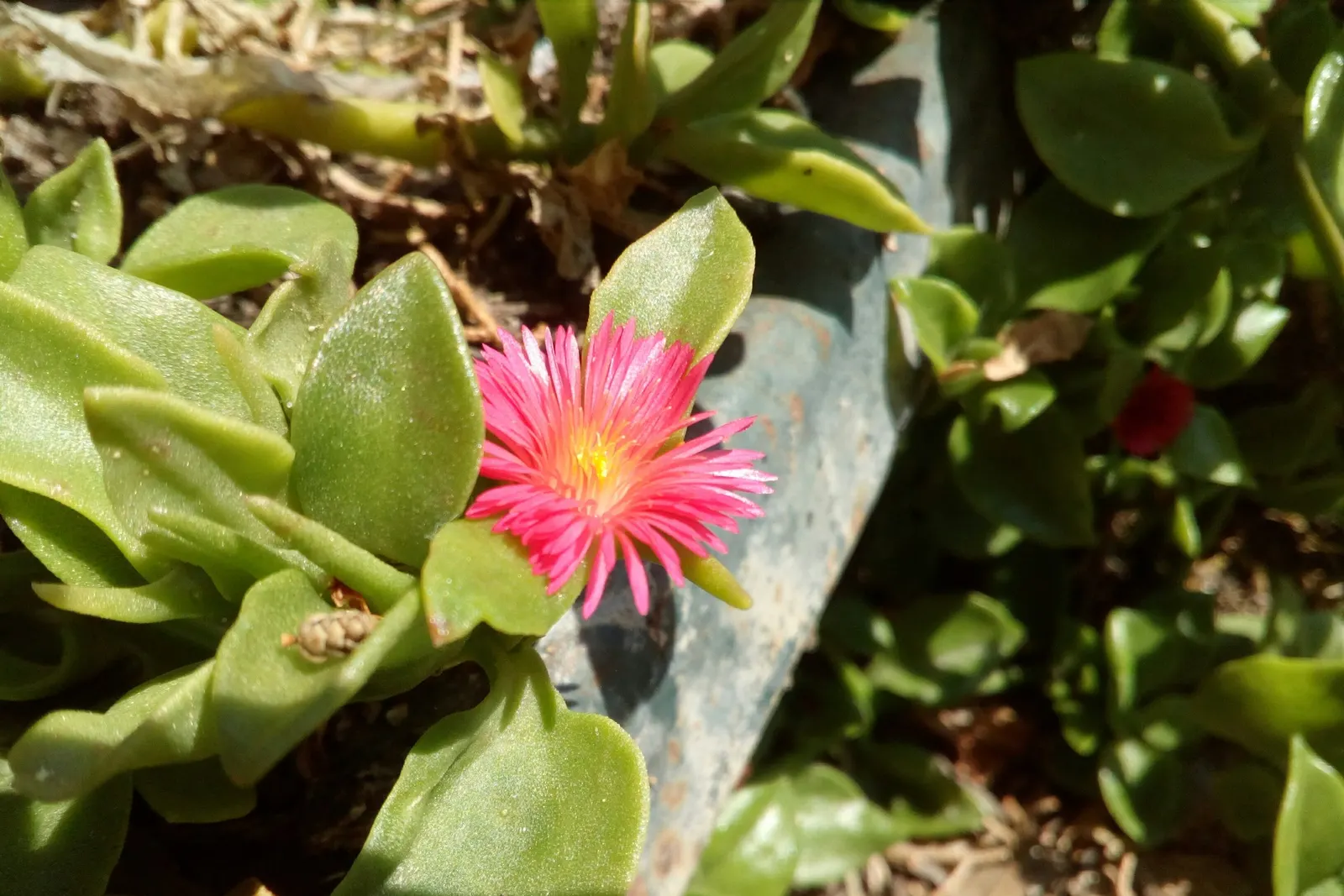 Hearts And Flowers (Aptenia Cordifolia) — attracting a variety of pollinators to the garden.<br><br>Thriving in USDA hardiness zones 9 through 11; creating a