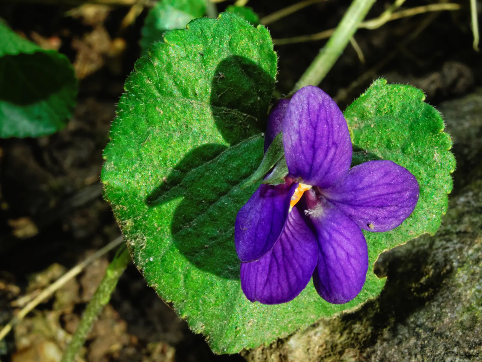 Hearts And Flowers (Aptenia Cordifolia) — commonly known as Hearts and Flowers; each around 1 inch in diameter, image 121