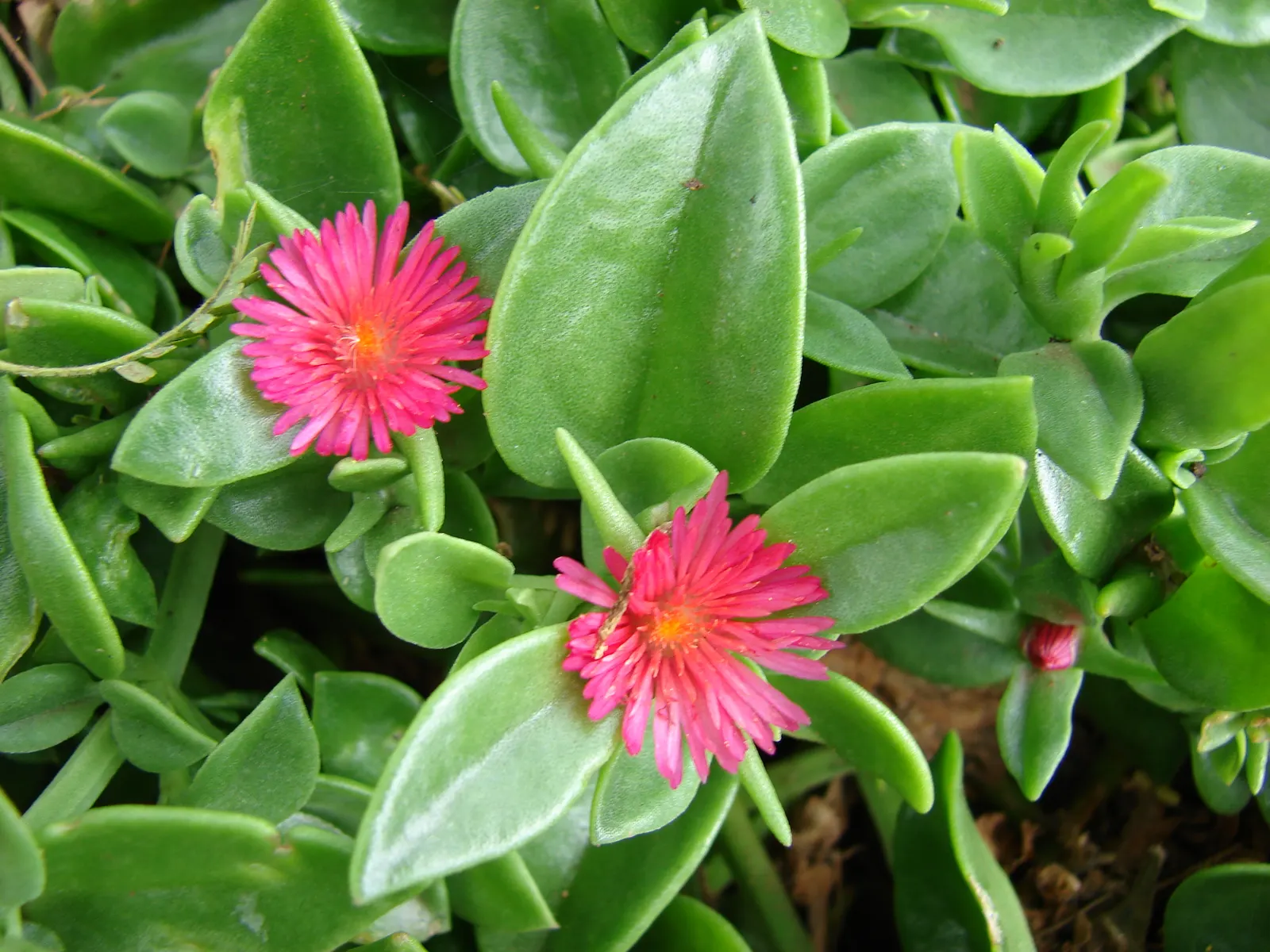 Hearts And Flowers (Aptenia Cordifolia) — as a vivacious filler in rock gardens; commonly known as Hearts and Flowers or Heartleaf Iceplant