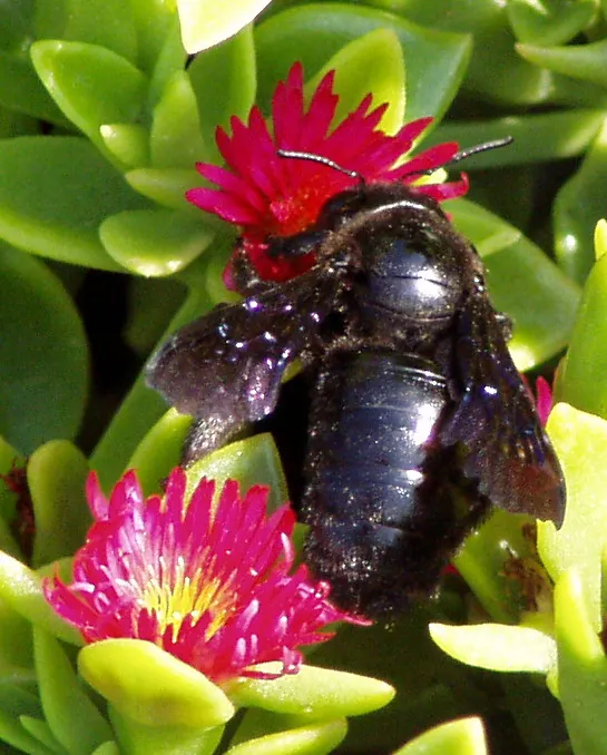 Hearts And Flowers (Aptenia Cordifolia) — each around 1 inch in diameter; regular watering will help establish a strong root system initially