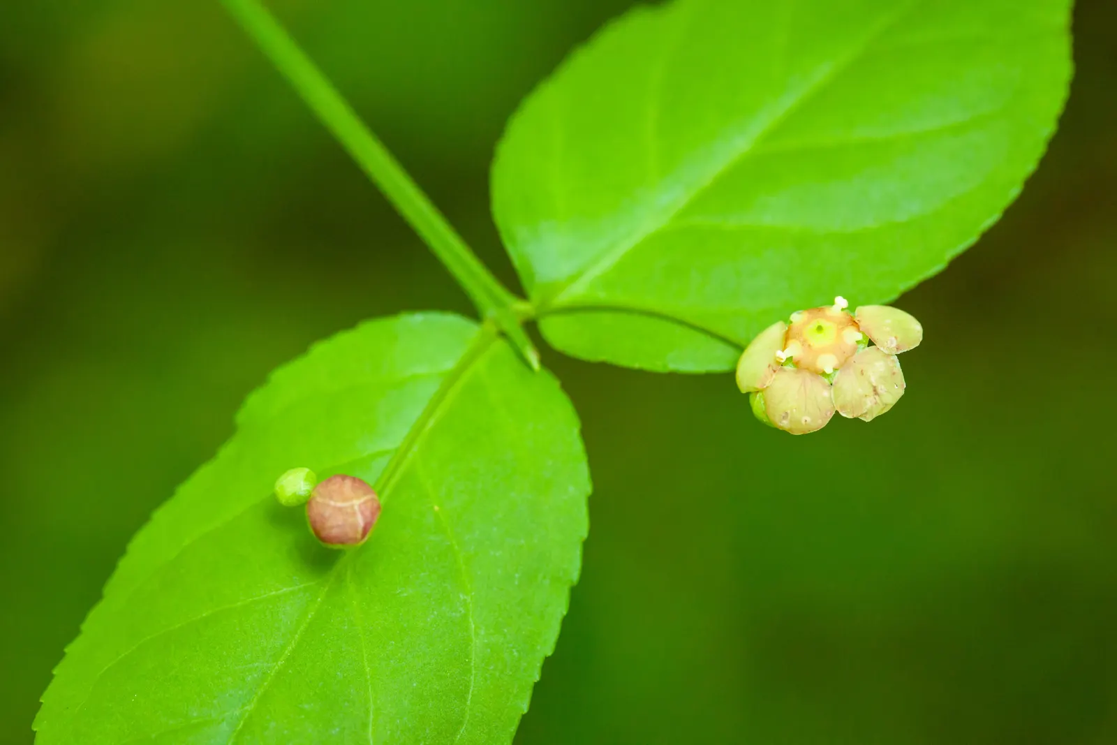 Hearts And Flowers (Aptenia Cordifolia) — mat-forming perennial with succulent heart-shaped leaves; green appearance throughout the year