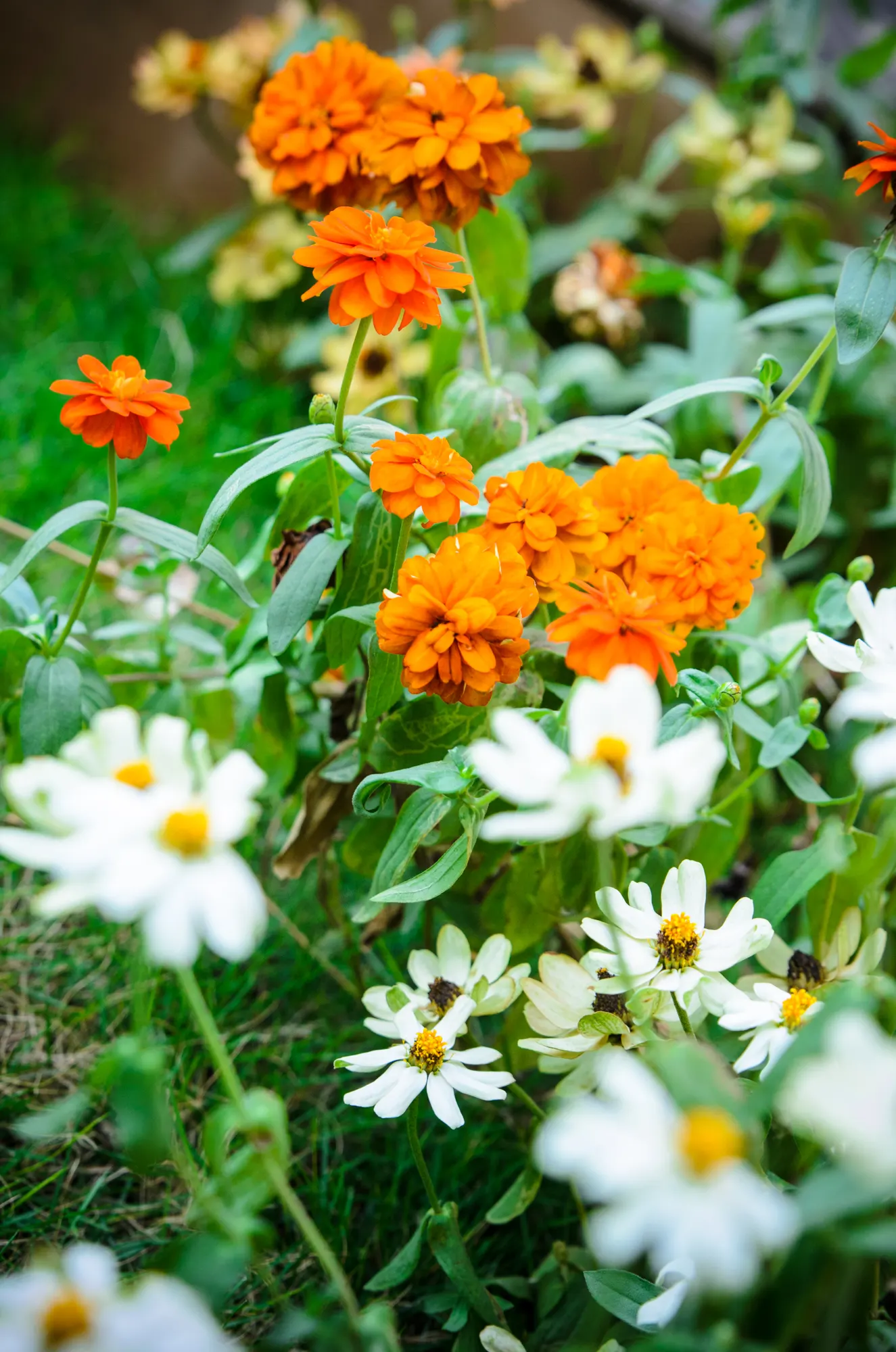 Hearts And Flowers (Aptenia Cordifolia) — green appearance throughout the year; attracting a variety of pollinators to the garden.<br><br>Thriving, image 71