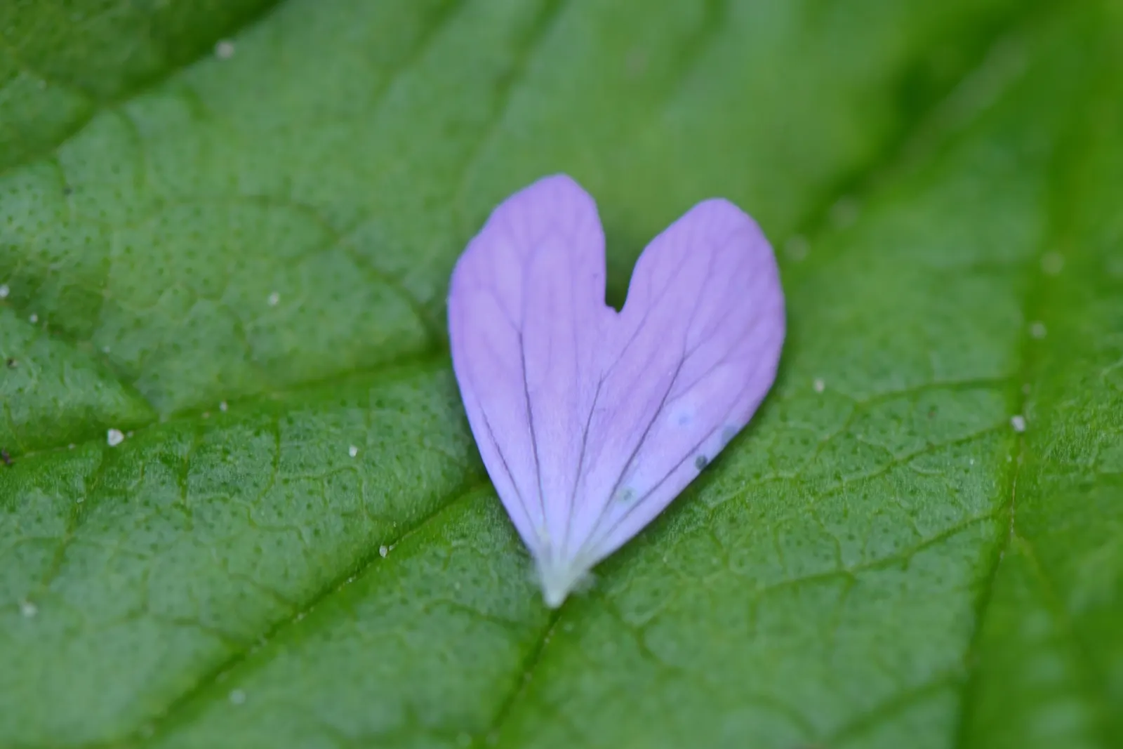 Hearts And Flowers (Aptenia Cordifolia) — commonly known as Hearts and Flowers; each around 1 inch in diameter, image 91