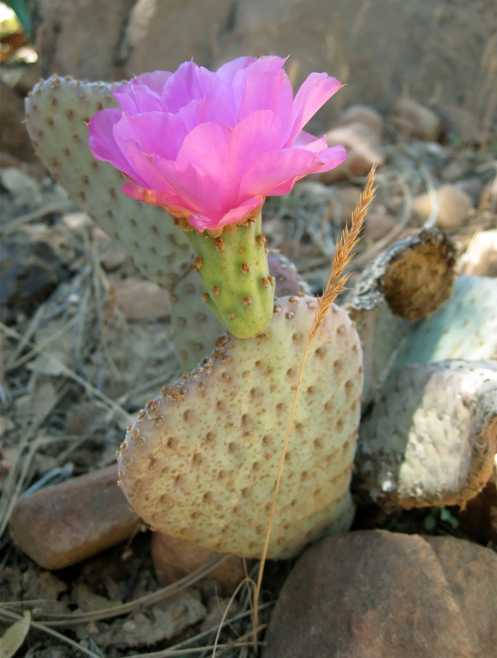 Hearts And Flowers (Aptenia Cordifolia) — commonly known as Hearts and Flowers