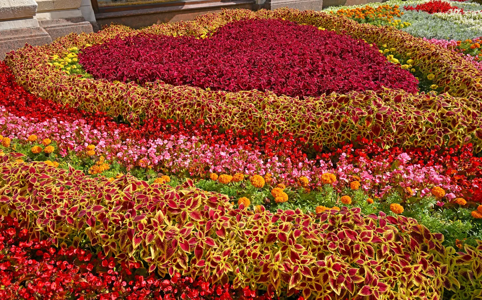 Hearts And Flowers (Aptenia Cordifolia) — or as an edge planting along pathways; the Hearts and Flowers plant flourishes in full sun to partial shade and