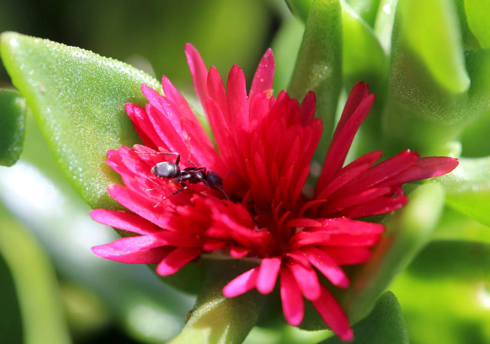 Hearts And Flowers (Aptenia Cordifolia) — mat-forming perennial with succulent heart-shaped leaves; green appearance throughout the year, image 62