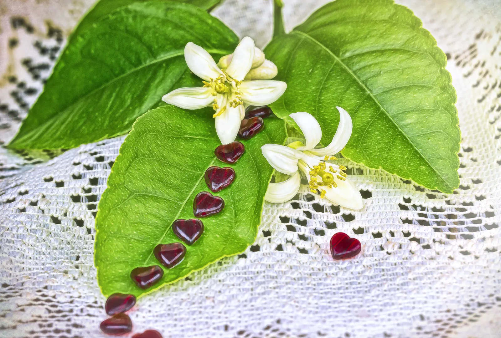 Hearts And Flowers (Aptenia Cordifolia) — it rarely exceeds 2 to 4 inches in height but can spread 2 to 3 feet or more; this resilient plant boasts fleshy