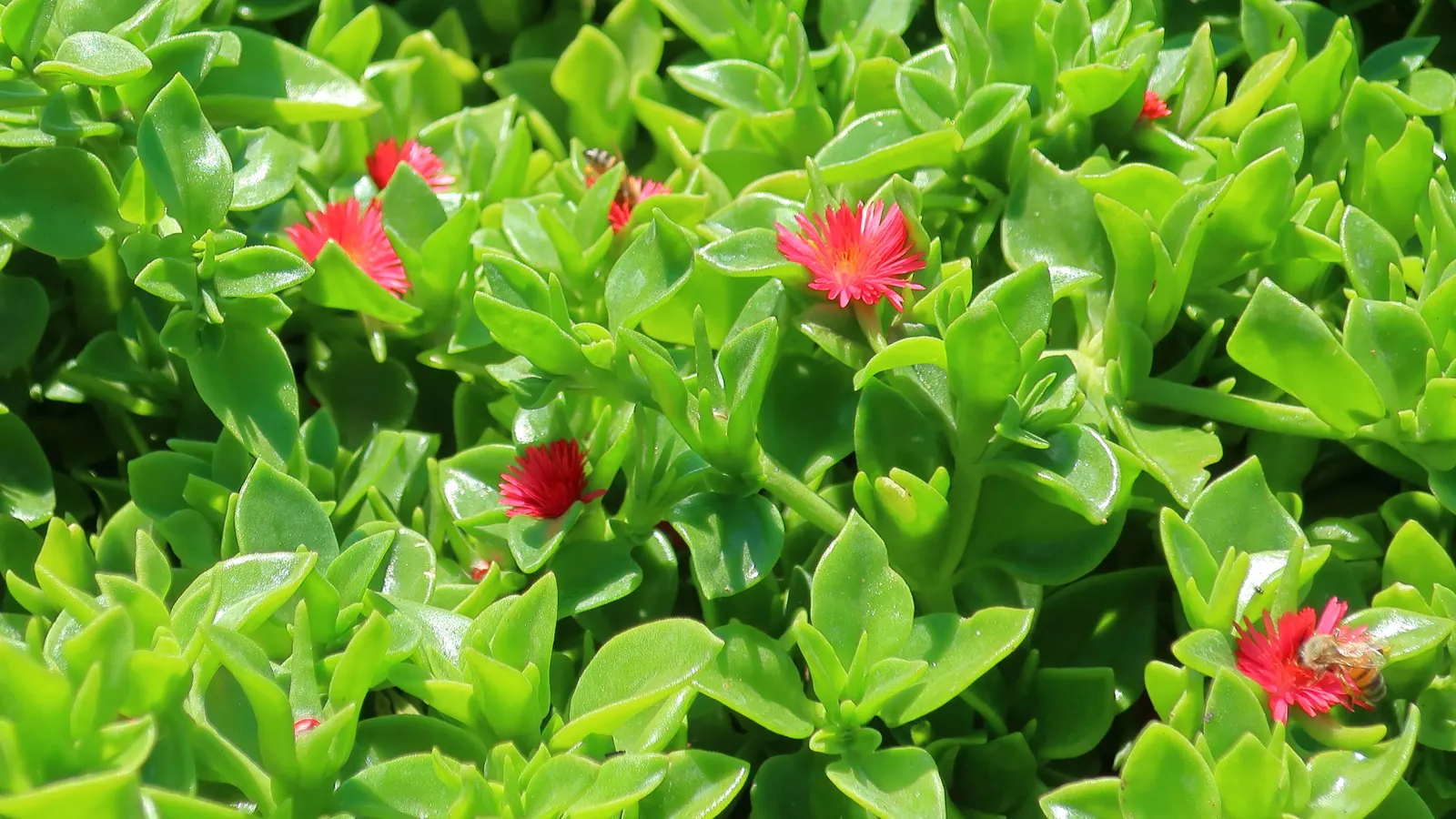 Hearts And Flowers (Aptenia Cordifolia) — This resilient plant boasts fleshy heart-shaped leaves about 1 to 2 inches in length; requiring minimal, image 100