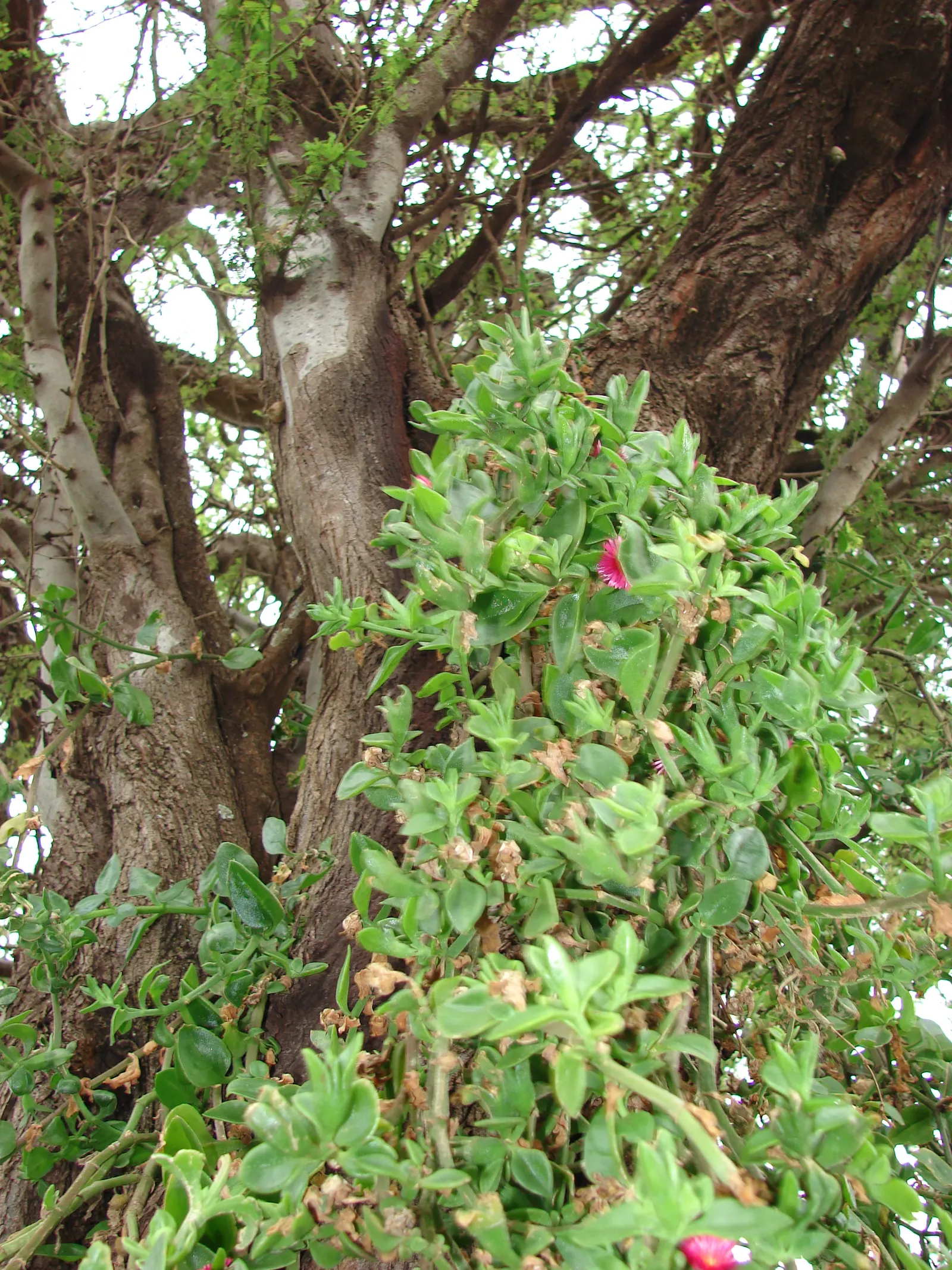 Hearts And Flowers (Aptenia Cordifolia) — It thrives in USDA zones 10-11, preferring full sun to part shade; with a ground-hugging habit, image 93