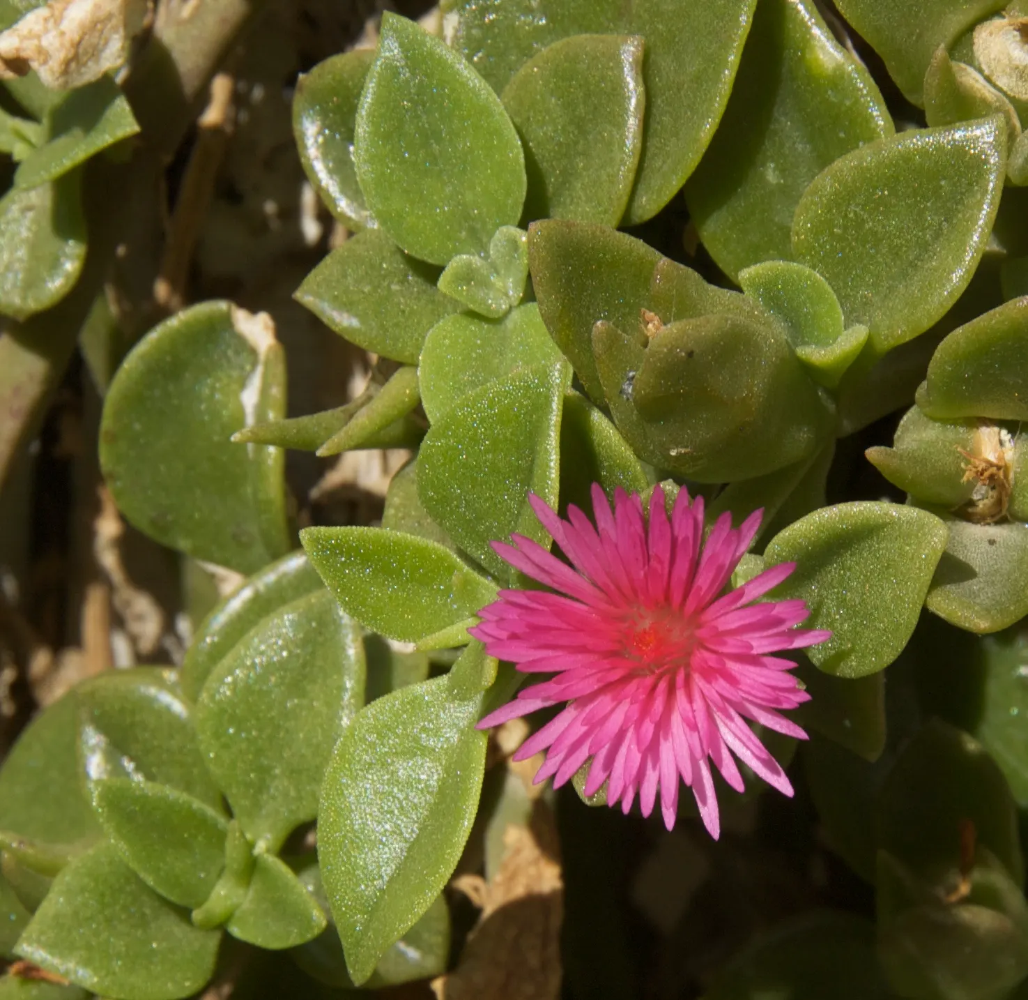 Hearts And Flowers (Aptenia Cordifolia) — commonly known as Hearts and Flowers or Heartleaf Iceplant; as a vivacious filler in rock gardens