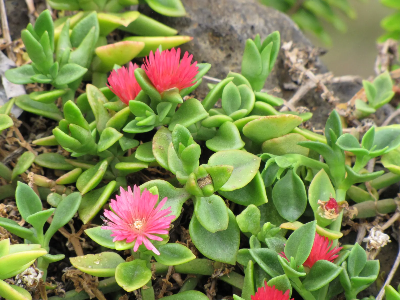 Hearts And Flowers (Aptenia Cordifolia) — it reaches 2-4 inches high and spreads up to 24 inches; is a particularly charming succulent ground cover ideal for