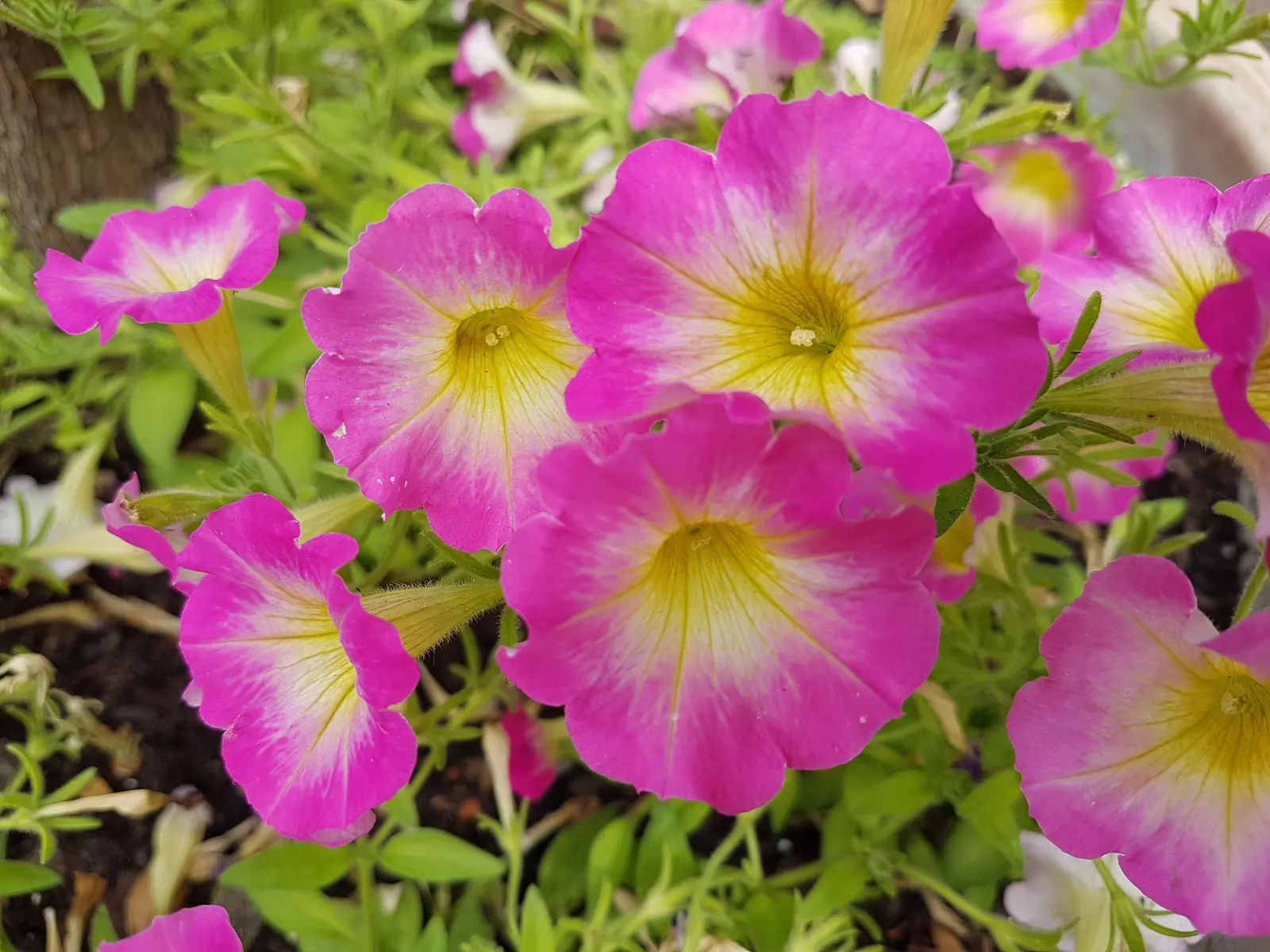 Hearts And Flowers (Aptenia Cordifolia) — providing excellent coverage.<br><br>When planning a planting scheme