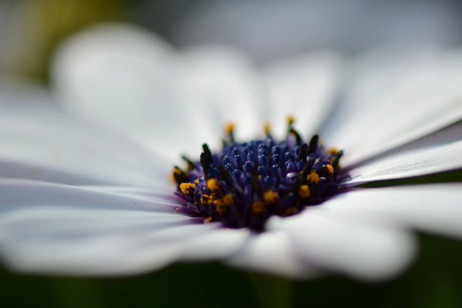 Hearts And Flowers (Aptenia Cordifolia) — Regular watering will help establish a strong root system initially