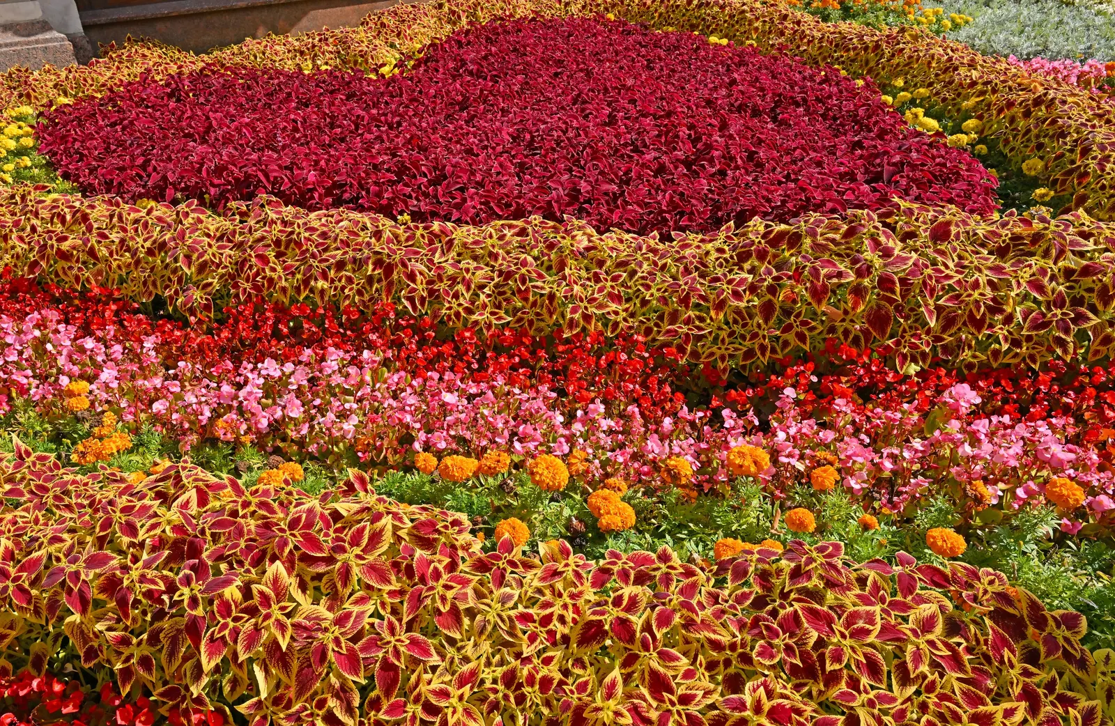 Hearts And Flowers (Aptenia Cordifolia) — In the warmer months, typically from spring to fall, it produces an abundance of small, daisy-like flowers; take into