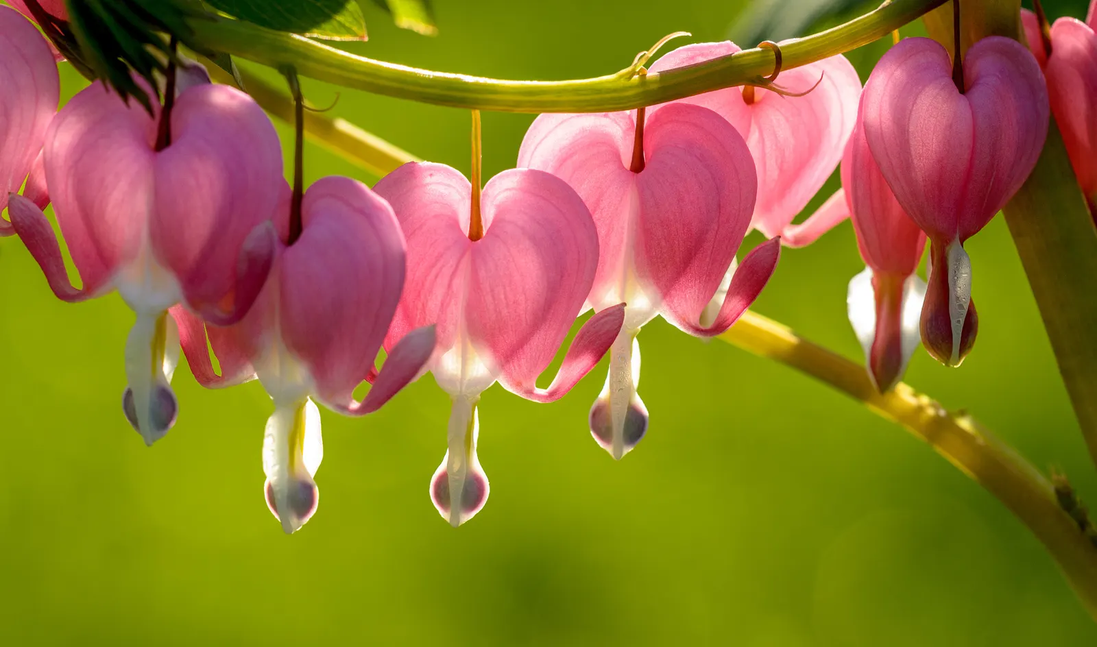 Hearts And Flowers (Aptenia Cordifolia) — making it a low-maintenance option for water-conscious landscapes
