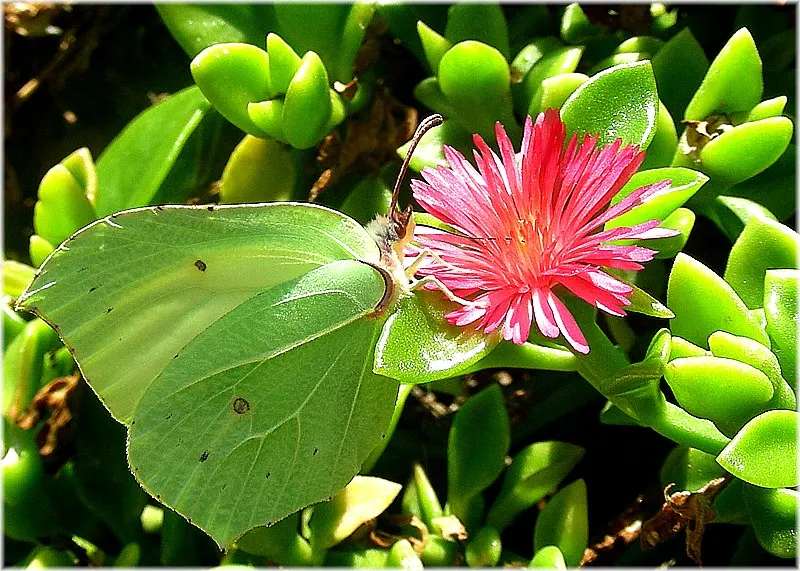 Hearts And Flowers (Aptenia Cordifolia) — each around 1 inch in diameter