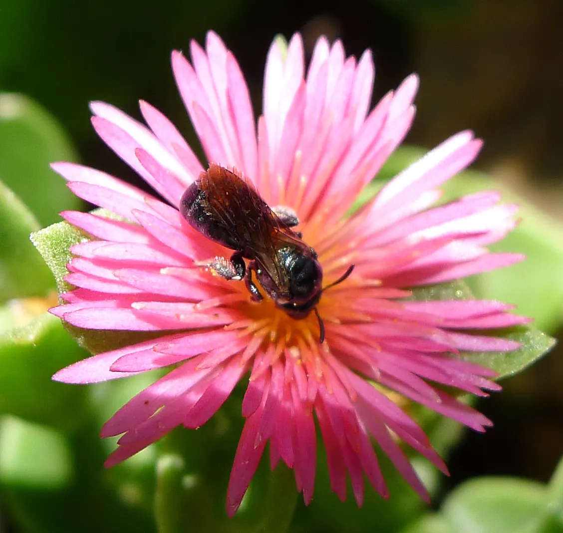 Hearts And Flowers (Aptenia Cordifolia) — take into account its rapid growth rate and spreading nature