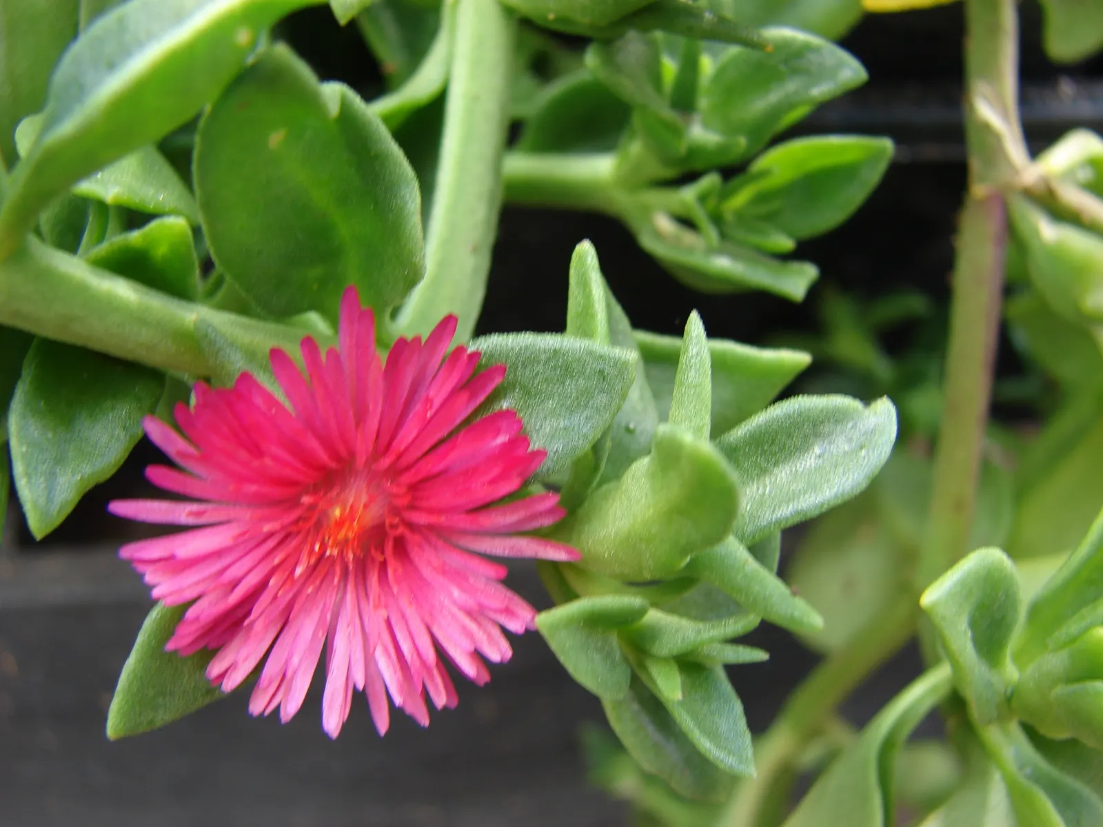 Hearts And Flowers (Aptenia Cordifolia) — providing excellent coverage.<br><br>When planning a planting scheme; making it a low-maintenance option, image 110
