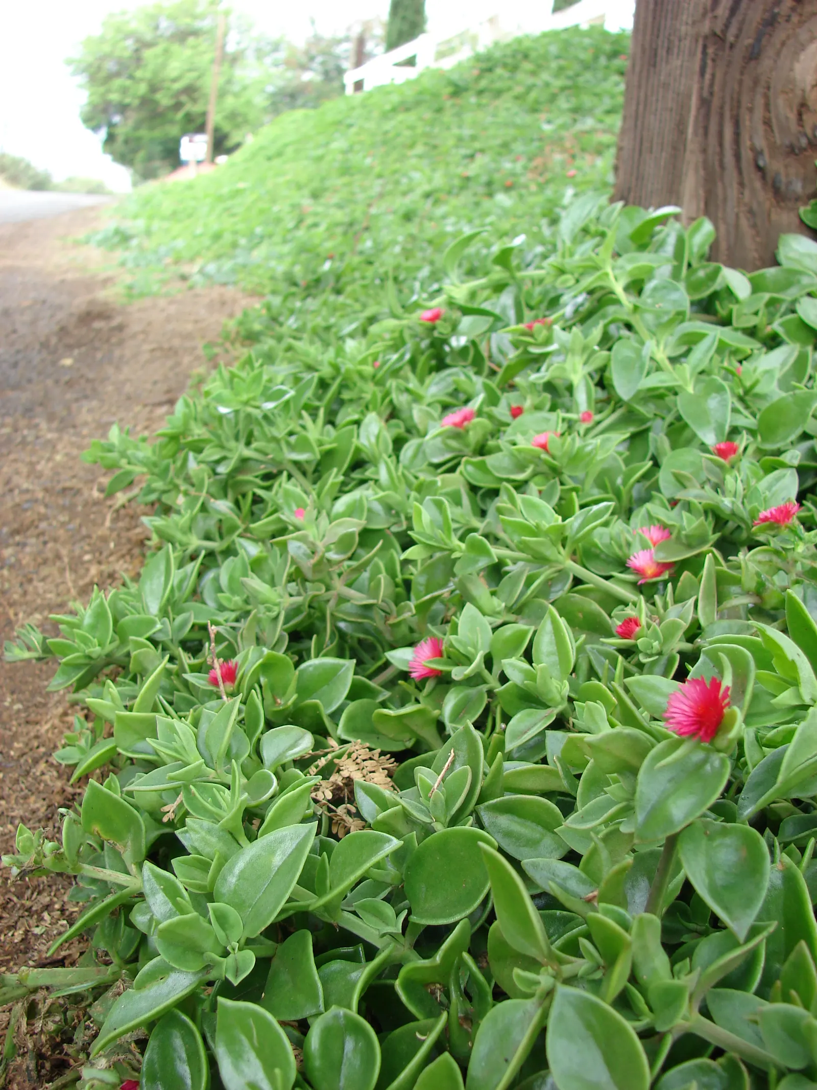 Hearts And Flowers (Aptenia Cordifolia) — It's exceptionally heat and drought tolerant; it rarely exceeds 2 to 4 inches in height but can spread 2 to 3 feet or