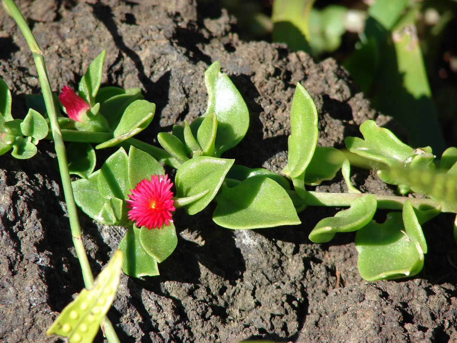 Hearts And Flowers (Aptenia Cordifolia) — making it a low-maintenance option for water-conscious landscapes; the Hearts and Flowers can fare well, image 137