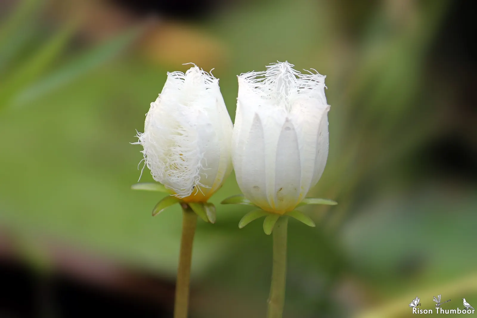 Hearts And Flowers (Aptenia Cordifolia) — making it a low-maintenance option for water-conscious landscapes; the Hearts and Flowers can fare well, image 77