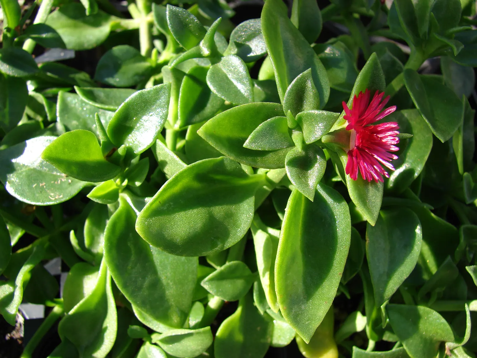 Hearts And Flowers (Aptenia Cordifolia) — Regular watering will help establish a strong root system initially; this South African native is used, image 115