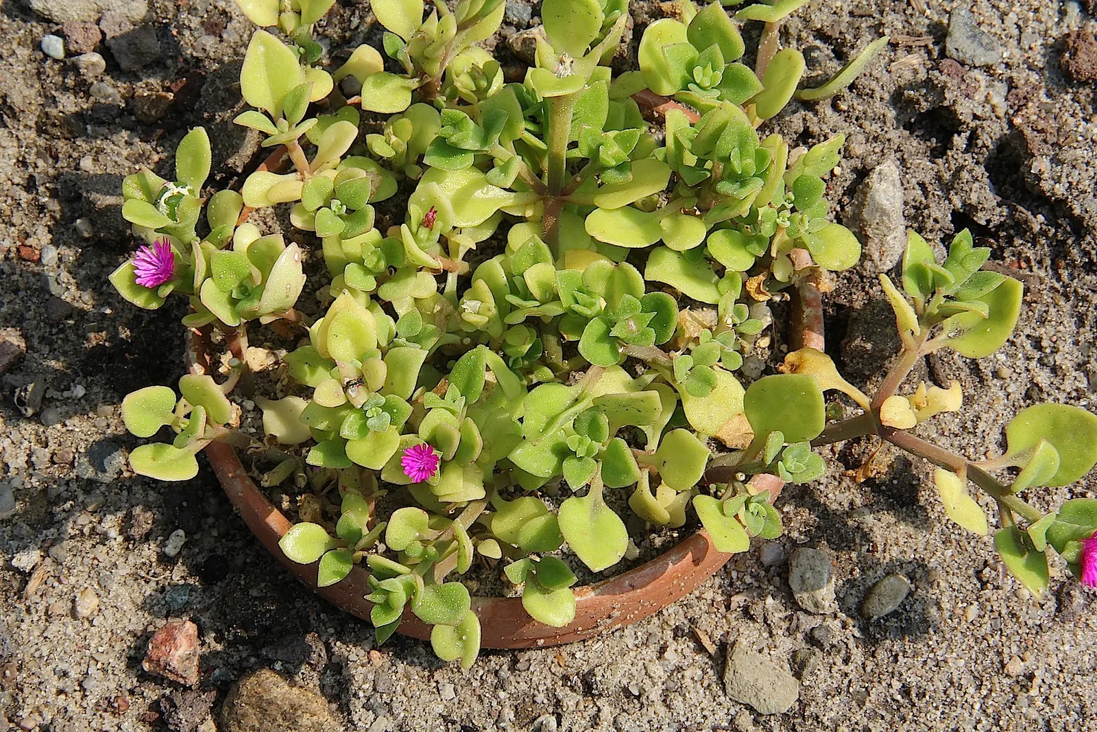 Hearts And Flowers (Aptenia Cordifolia) — ground cover / perennial / succulent with red blooms; providing excellent coverage.<br><br>When planning, image 119
