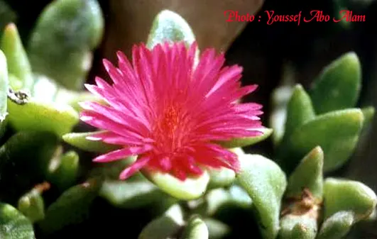 Hearts And Flowers (Aptenia Cordifolia) — commonly known as Hearts and Flowers or Heartleaf Iceplant; as a vivacious filler in rock gardens, image 68