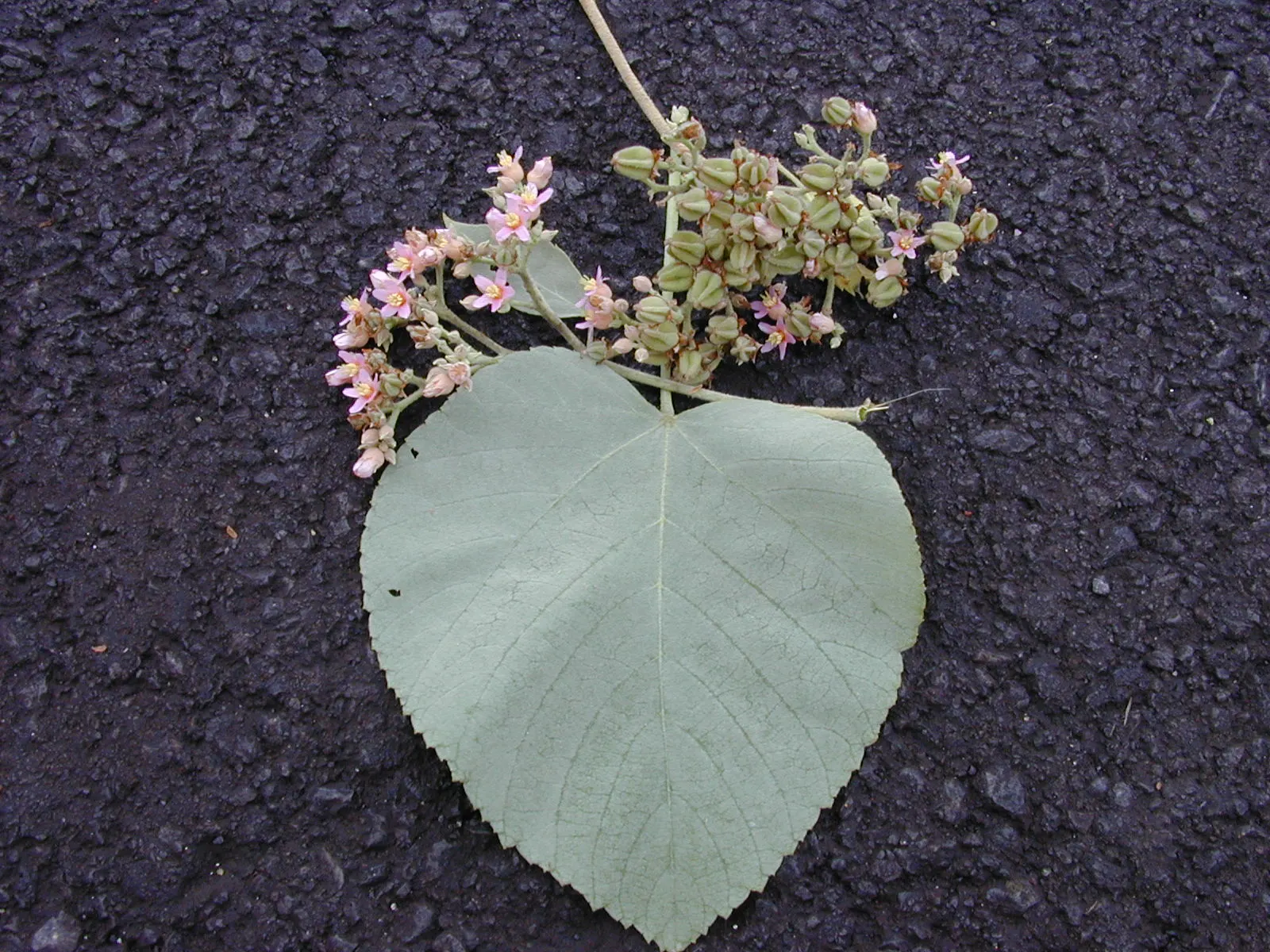 Hearts And Flowers (Aptenia Cordifolia) — In the warmer months, typically from spring to fall, it produces an abundance of small, daisy-like, image 102