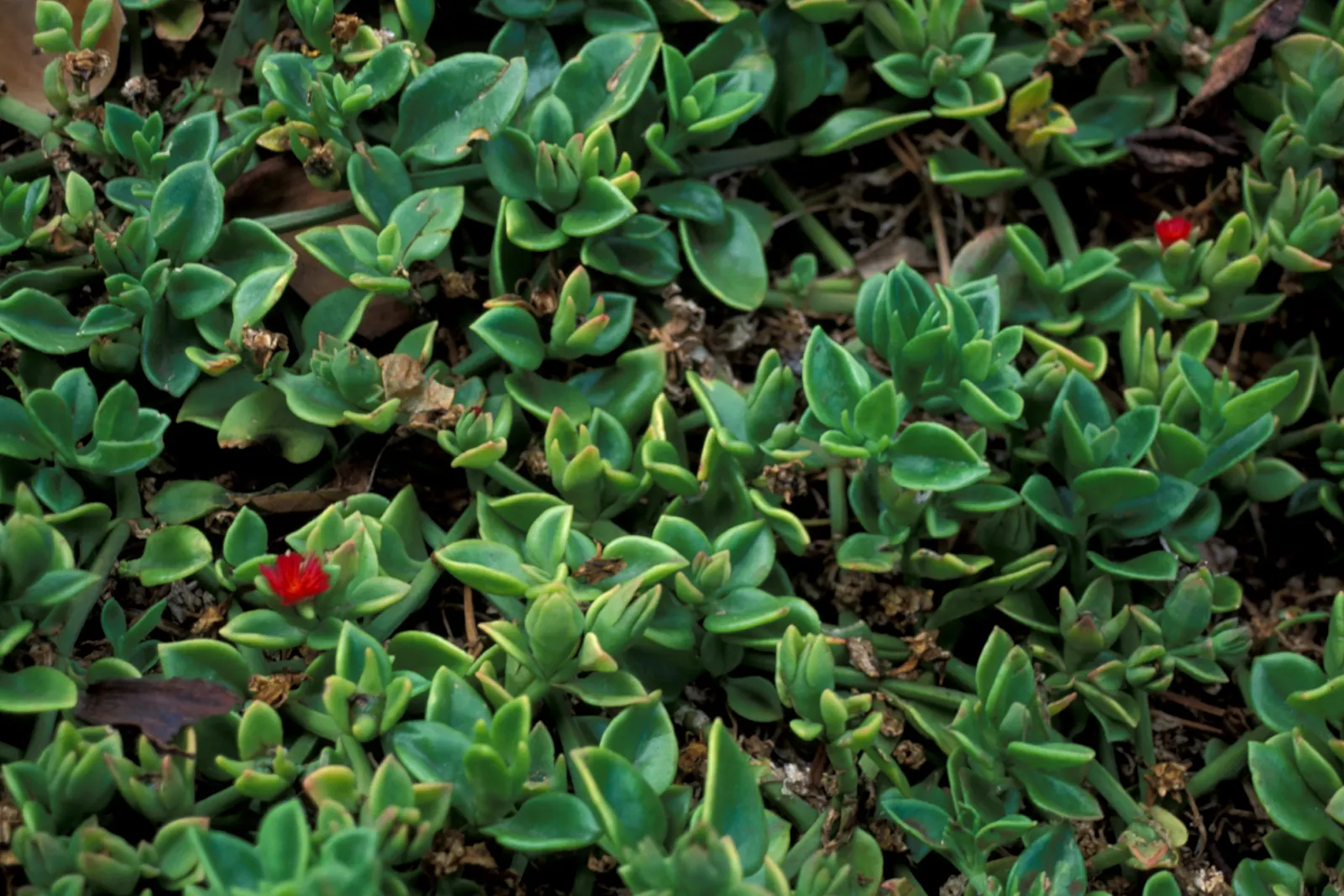 Hearts And Flowers (Aptenia Cordifolia) — Regular watering will help establish a strong root system initially; this South African native is used, image 145