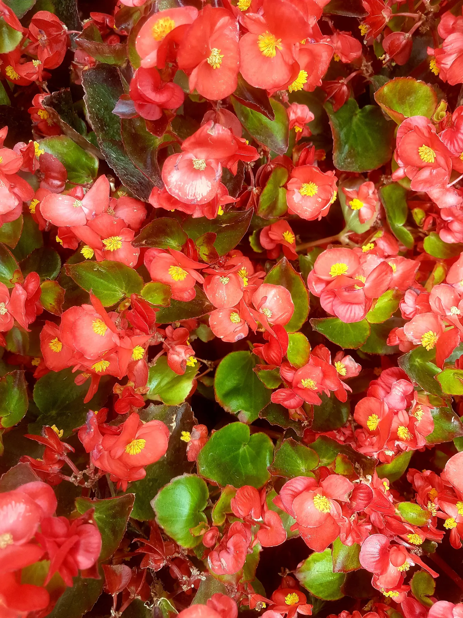 Hearts And Flowers (Aptenia Cordifolia) — requiring minimal water once established; it's exceptionally heat and drought tolerant