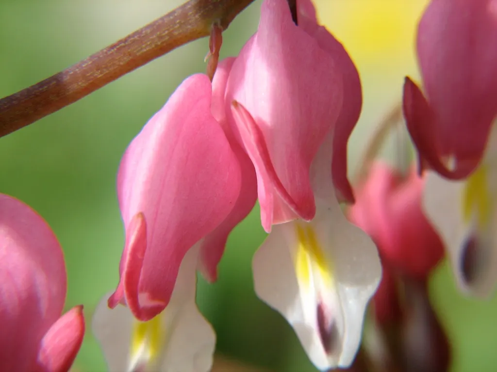 Hearts And Flowers (Aptenia Cordifolia) — requiring minimal water once established