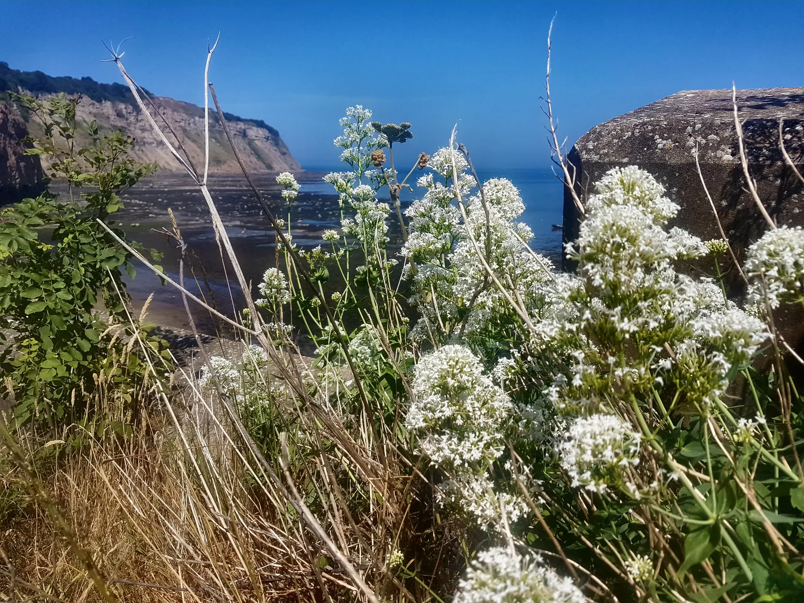 Hearts And Flowers (Aptenia Cordifolia) — This South African native is used effectively for erosion control on slopes; commonly known as Hearts and, image 82