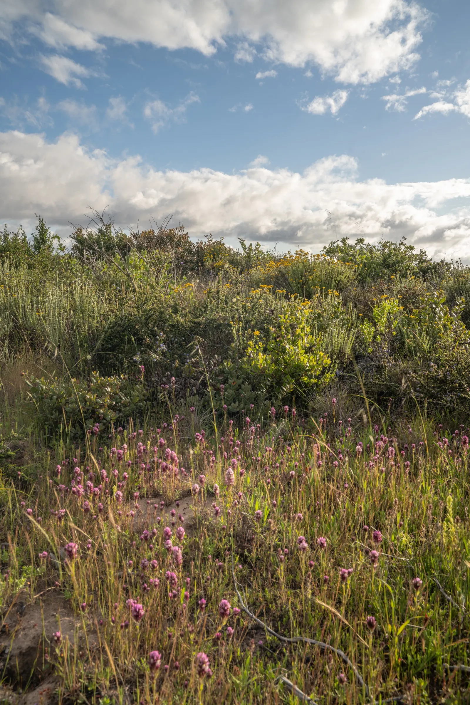 Hearts And Flowers (Aptenia Cordifolia) — commonly known as Hearts and Flowers or Heartleaf Iceplant; as a vivacious filler in rock gardens, image 98
