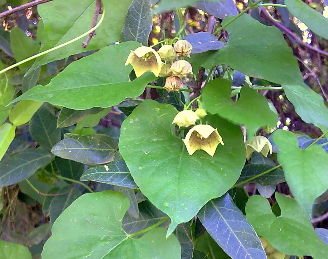 Hearts And Flowers (Aptenia Cordifolia) — it reaches 2-4 inches high and spreads up to 24 inches; is a particularly charming succulent ground cover, image 66