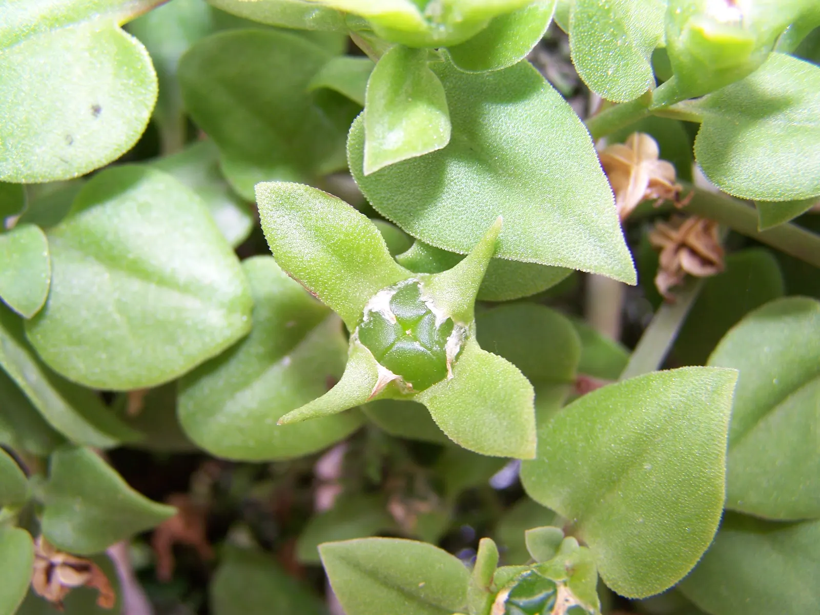 Hearts And Flowers (Aptenia Cordifolia) — the Hearts and Flowers can fare well with minimal care; ground cover / perennial / succulent with red blooms