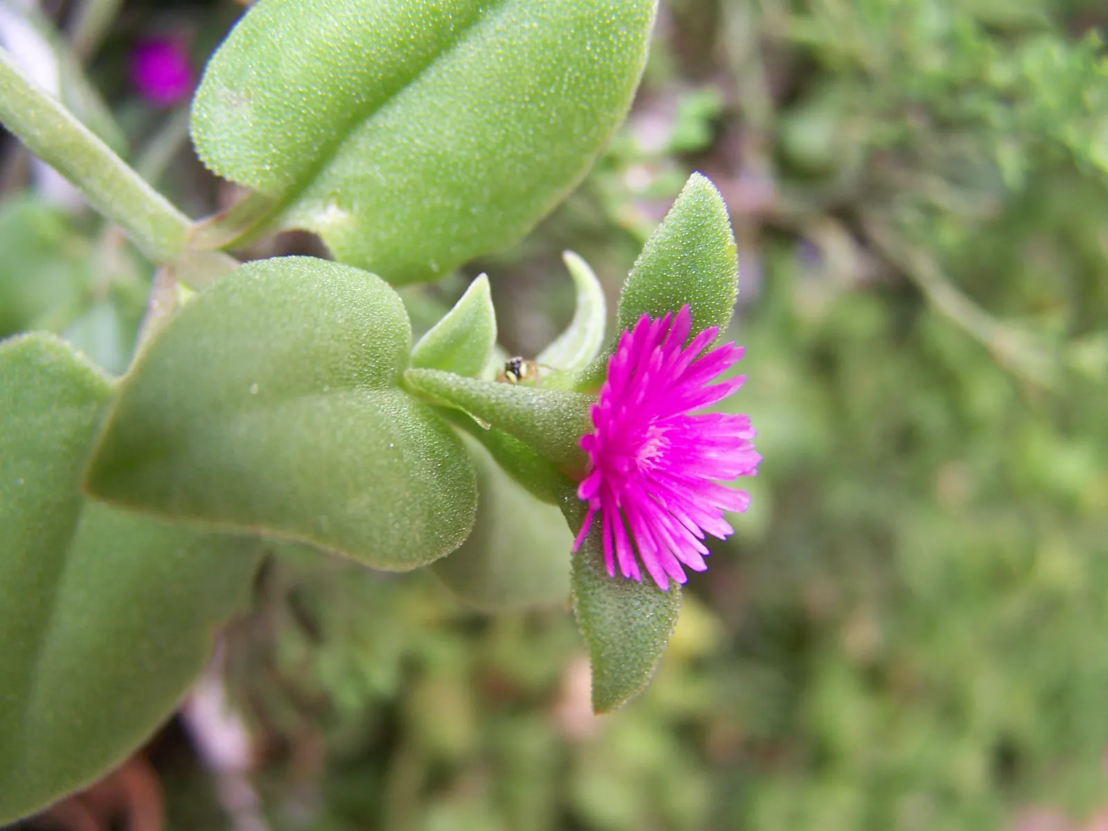 Hearts And Flowers (Aptenia Cordifolia) — is a particularly charming succulent ground cover ideal for adding vibrant splashes of color to a landscape