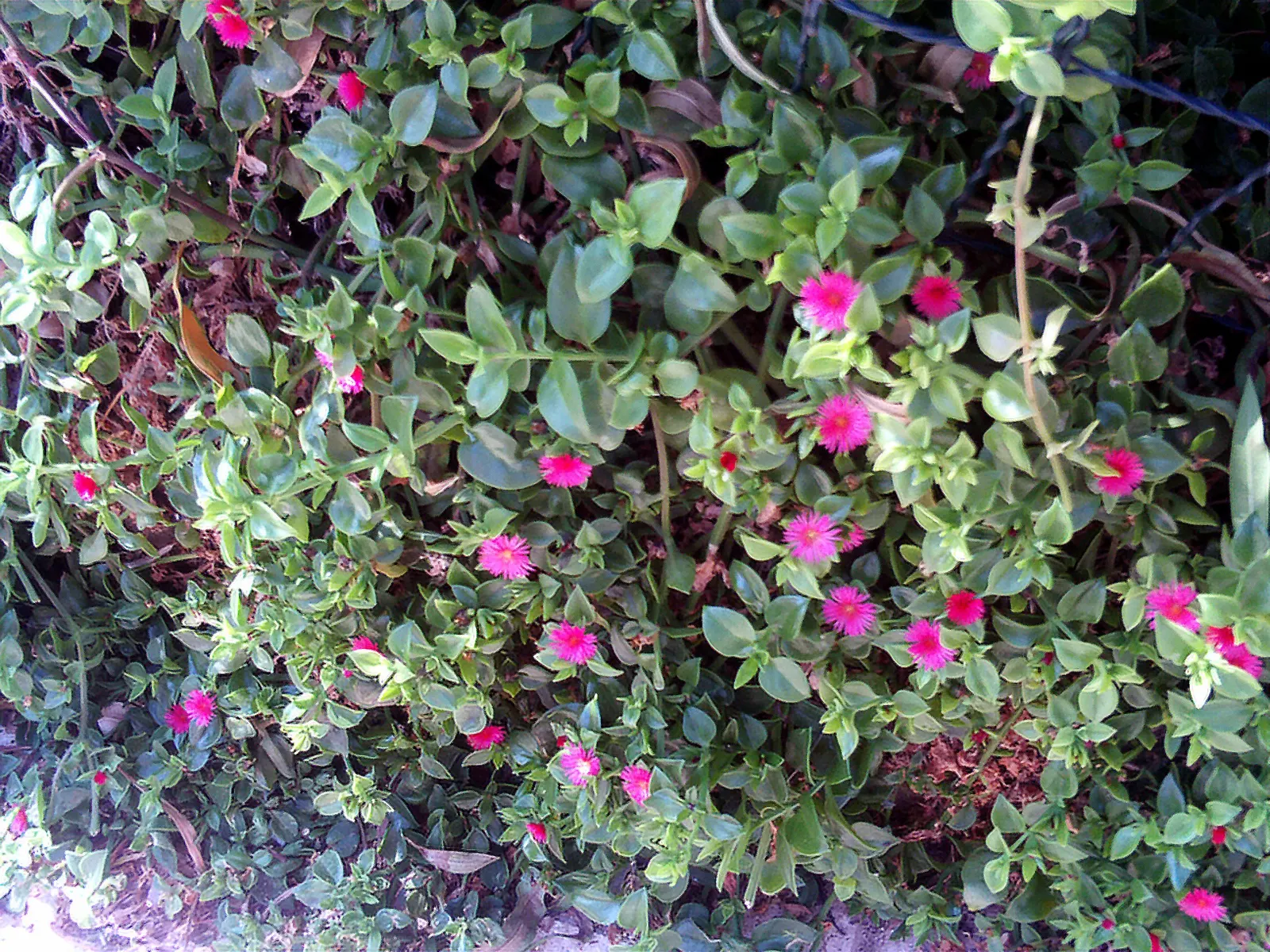 Hearts And Flowers (Aptenia Cordifolia) — making it a low-maintenance option for water-conscious landscapes; the Hearts and Flowers can fare well, image 107