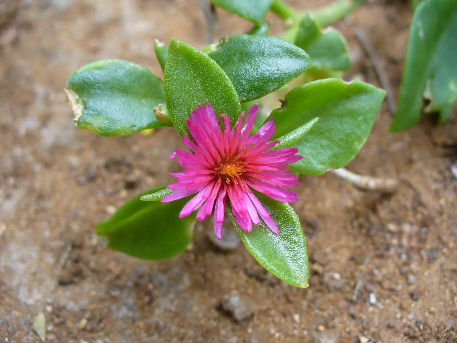 Hearts And Flowers (Aptenia Cordifolia) — This South African native is used effectively for erosion control on slopes; commonly known as Hearts and Flowers